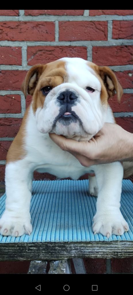 Les Bulldog Anglais de l'affixe British Bulls Of Provins