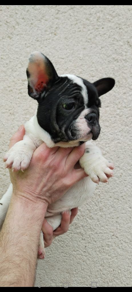 British Bulls Of Provins - Chiot disponible  - Bouledogue français