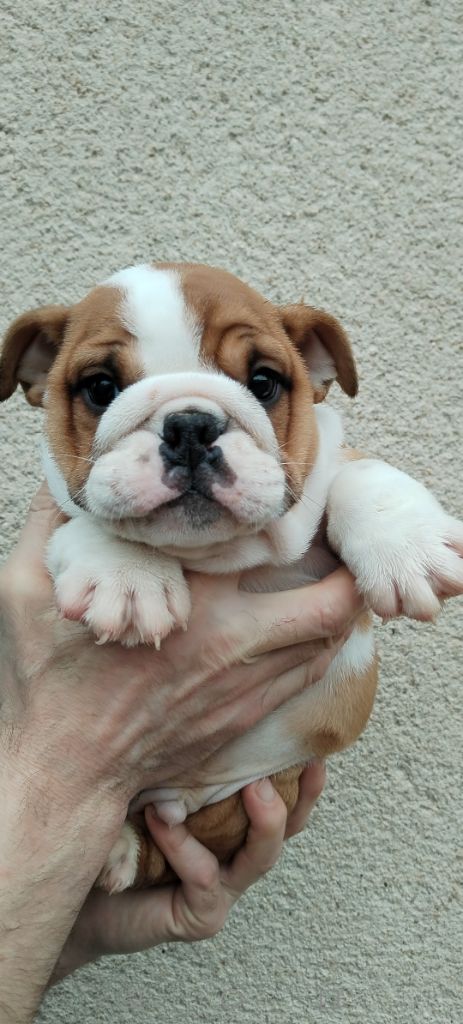 British Bulls Of Provins - Chiot disponible  - Bulldog Anglais