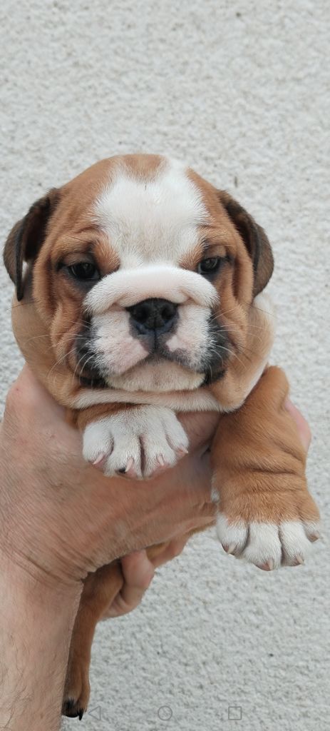 British Bulls Of Provins - Chiot disponible  - Bulldog Anglais