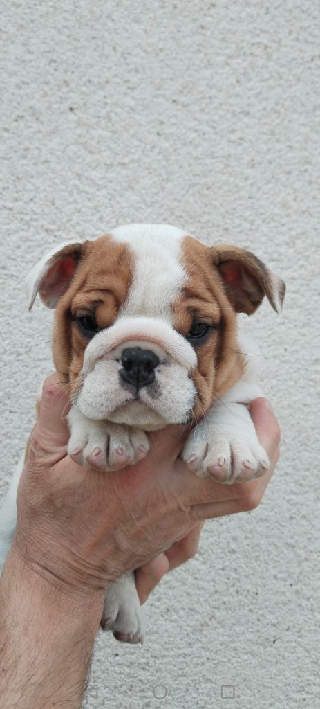 British Bulls Of Provins - Chiot disponible  - Bulldog Anglais