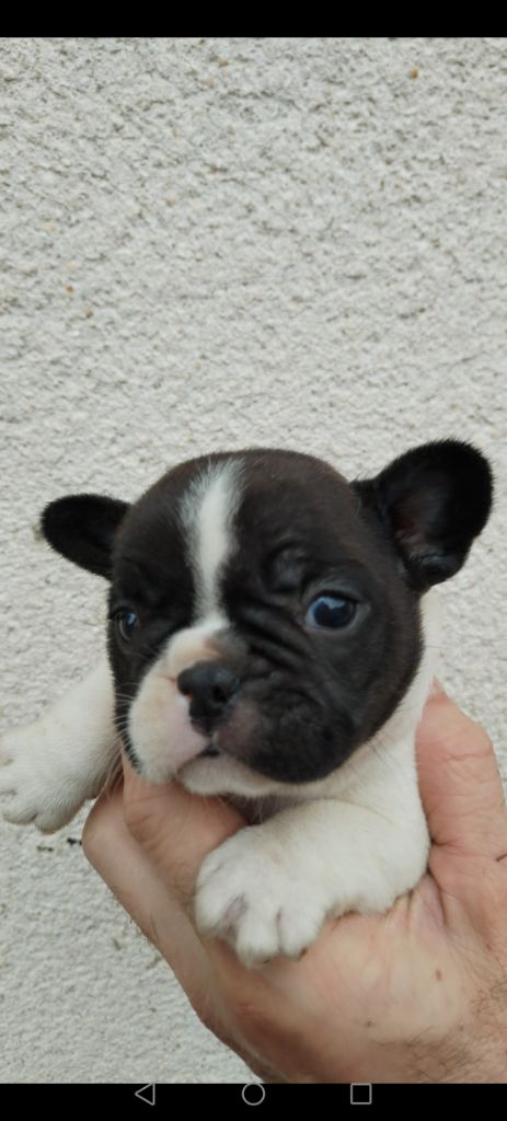 British Bulls Of Provins - Chiot disponible  - Bouledogue français