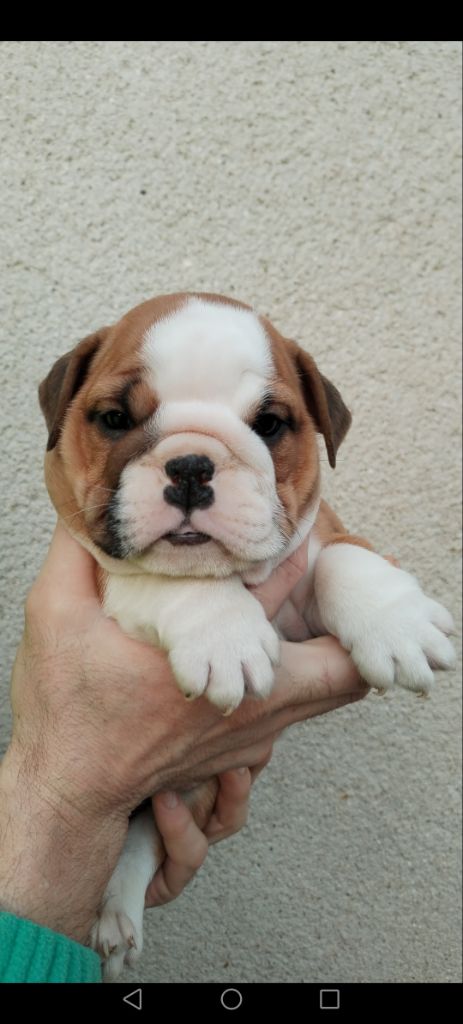 British Bulls Of Provins - Chiot disponible  - Bulldog Anglais