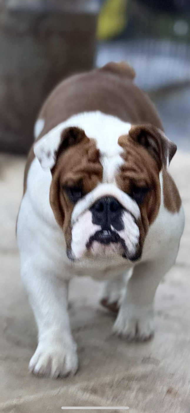 Vogue British Bulls Of Provins