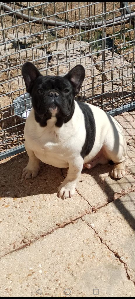 British Bulls Of Provins - Chiots disponibles - Bouledogue français