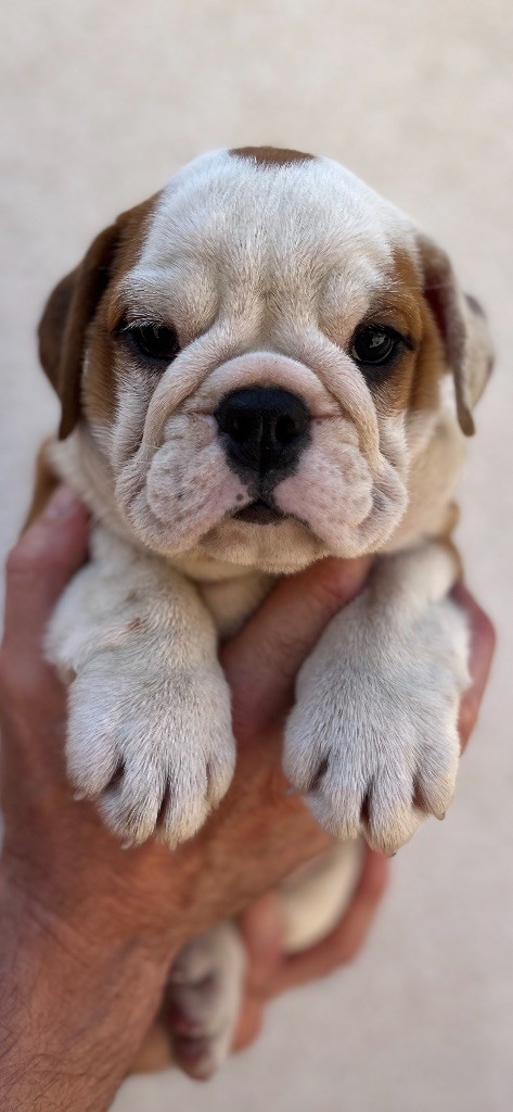 British Bulls Of Provins - Chiots disponibles - Bulldog Anglais