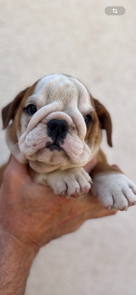 British Bulls Of Provins - Chiots disponibles - Bulldog Anglais