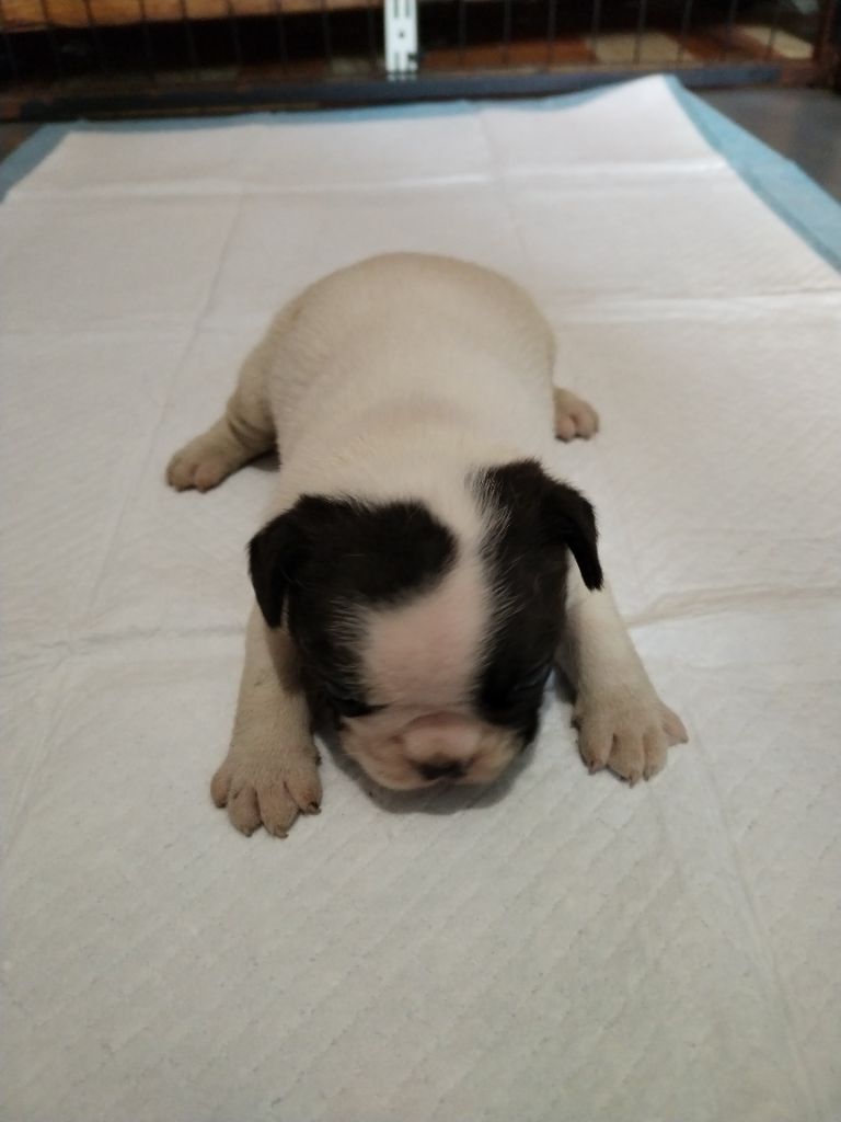 British Bulls Of Provins - Chiots disponibles - Bouledogue français