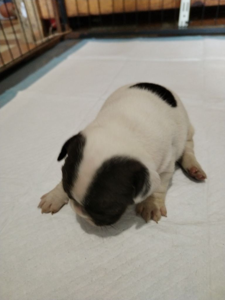 British Bulls Of Provins - Chiots disponibles - Bouledogue français