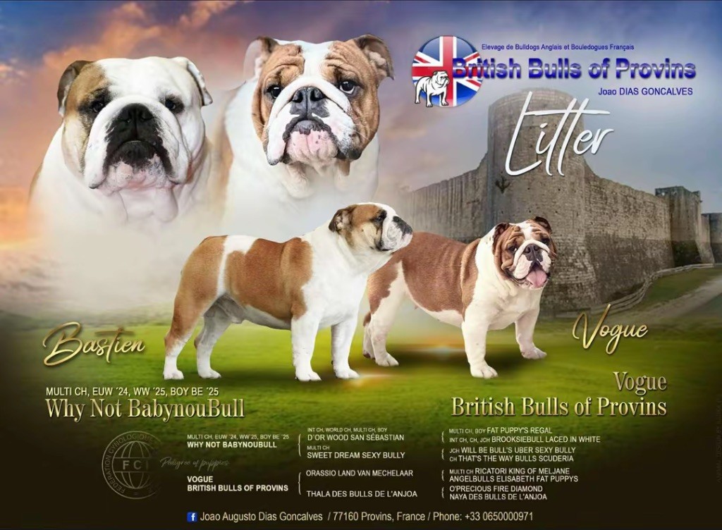 British Bulls Of Provins - Chiots disponibles - Bulldog Anglais