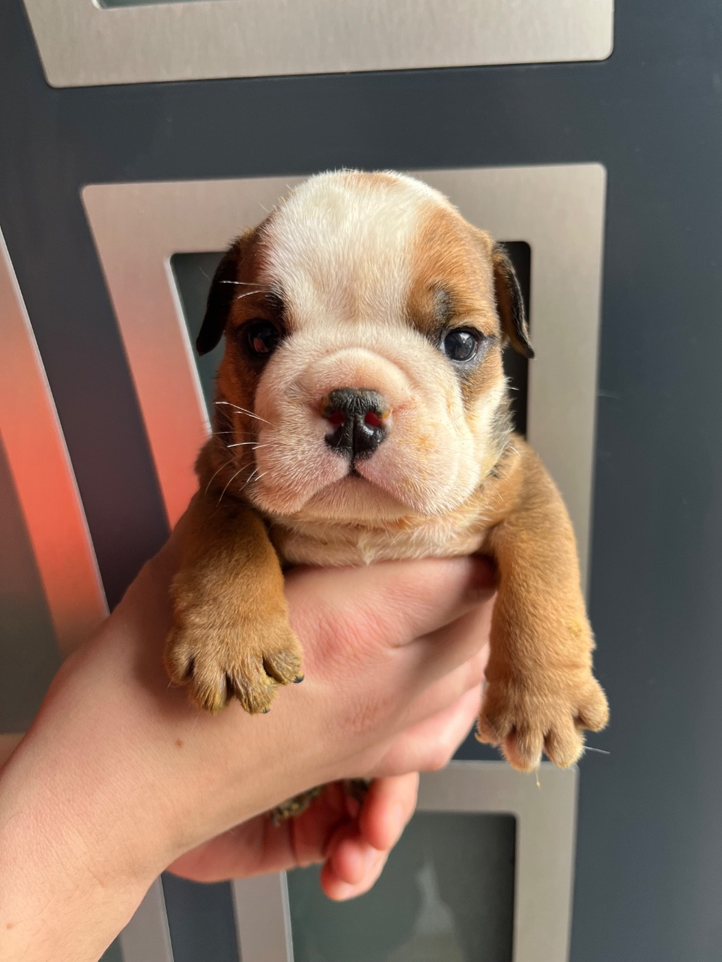 British Bulls Of Provins - Chiots disponibles - Bulldog Anglais