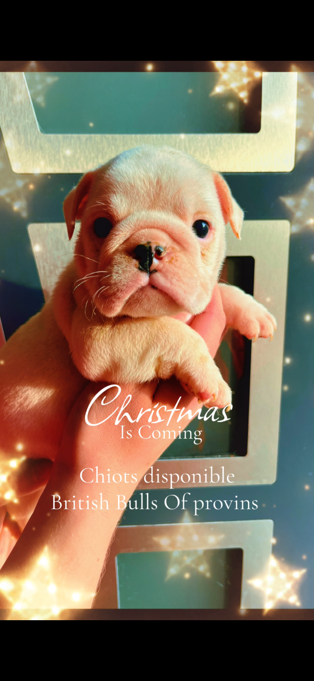 British Bulls Of Provins - Chiots disponibles - Bulldog Anglais
