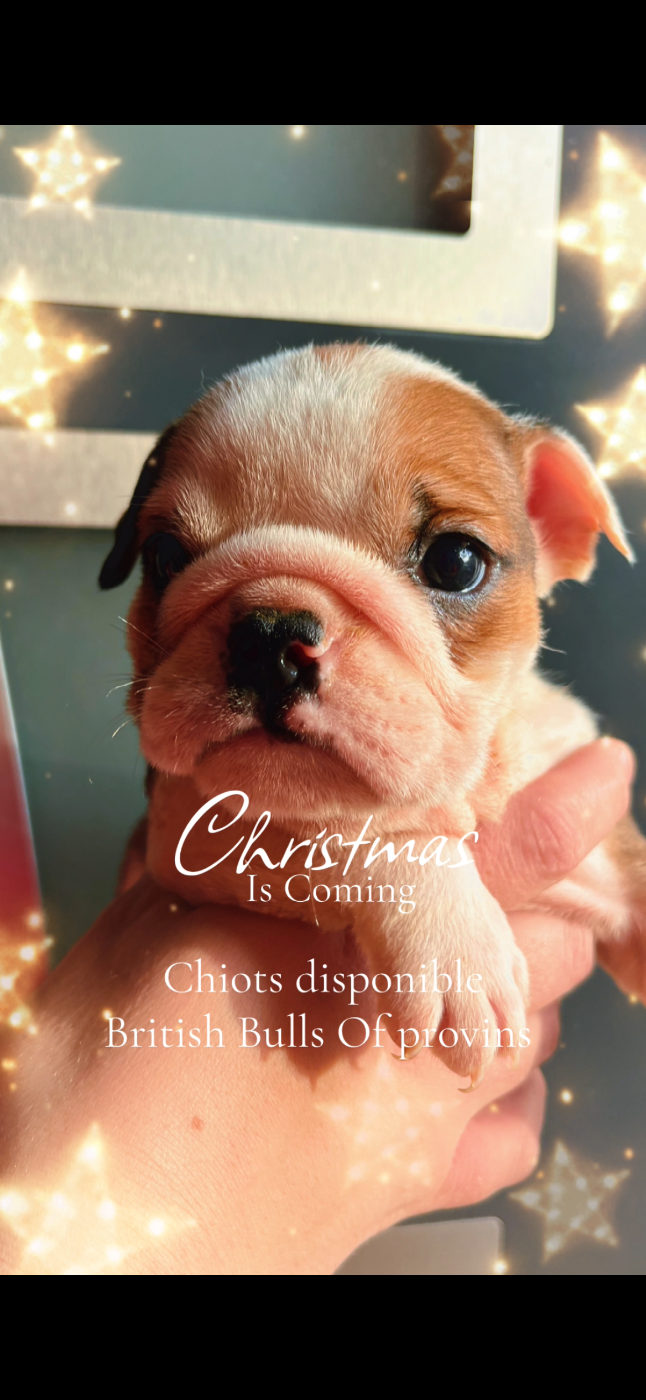 British Bulls Of Provins - Chiots disponibles - Bulldog Anglais