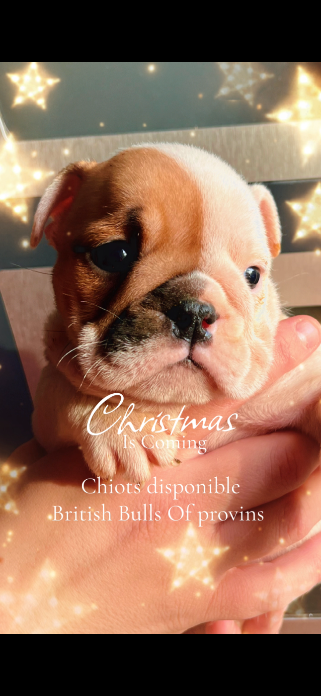 British Bulls Of Provins - Chiots disponibles - Bulldog Anglais