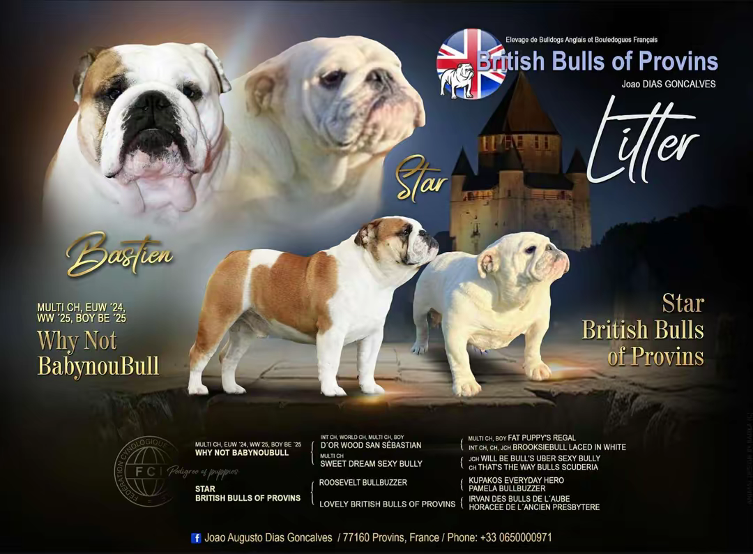 British Bulls Of Provins - Chiots disponibles - Bulldog Anglais