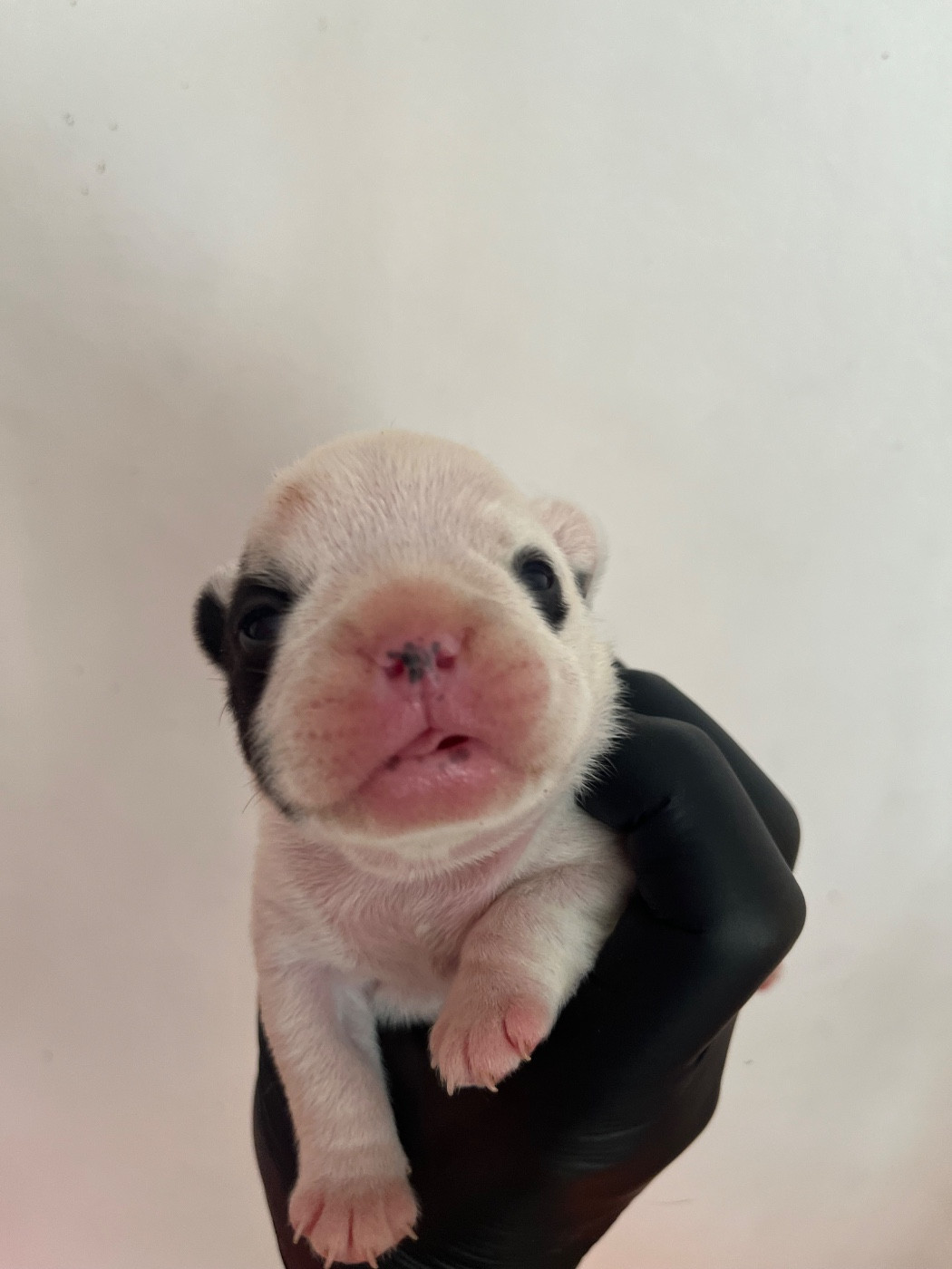 British Bulls Of Provins - Chiots disponibles - Bouledogue français