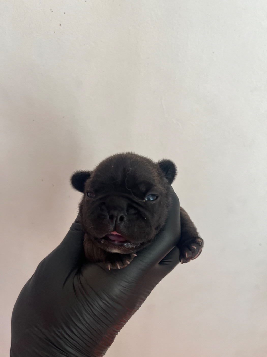 British Bulls Of Provins - Chiots disponibles - Bouledogue français