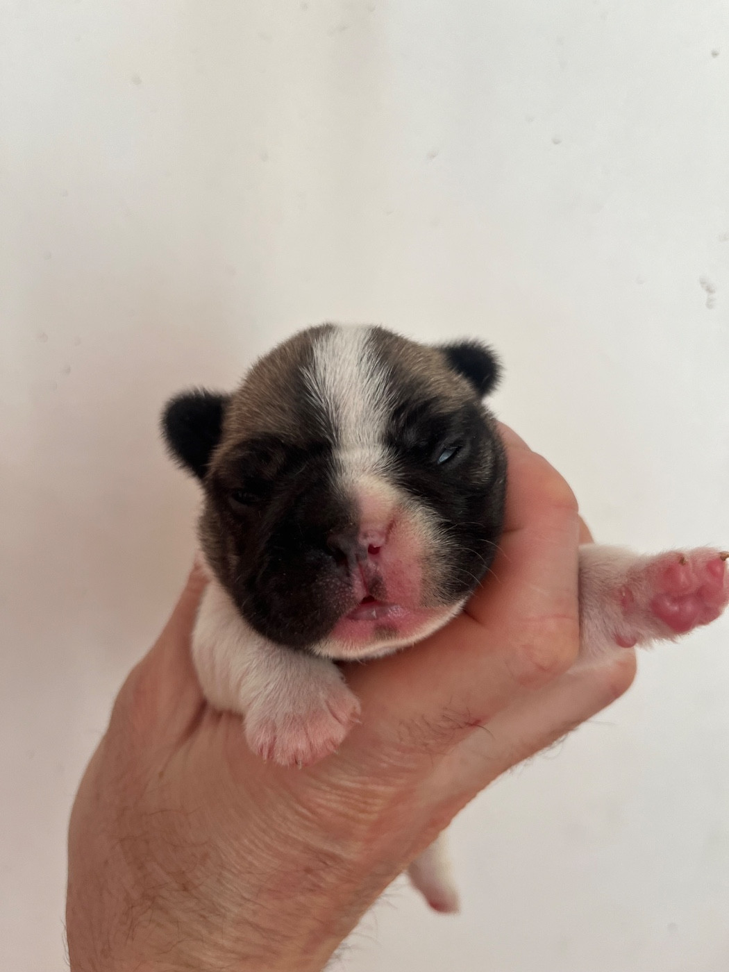 British Bulls Of Provins - Chiots disponibles - Bouledogue français