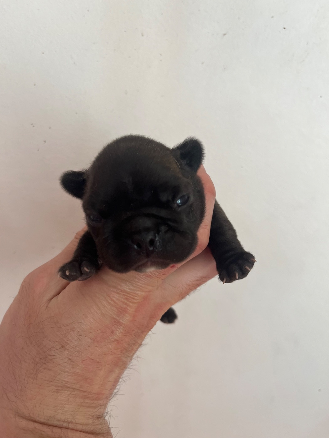 British Bulls Of Provins - Chiots disponibles - Bouledogue français