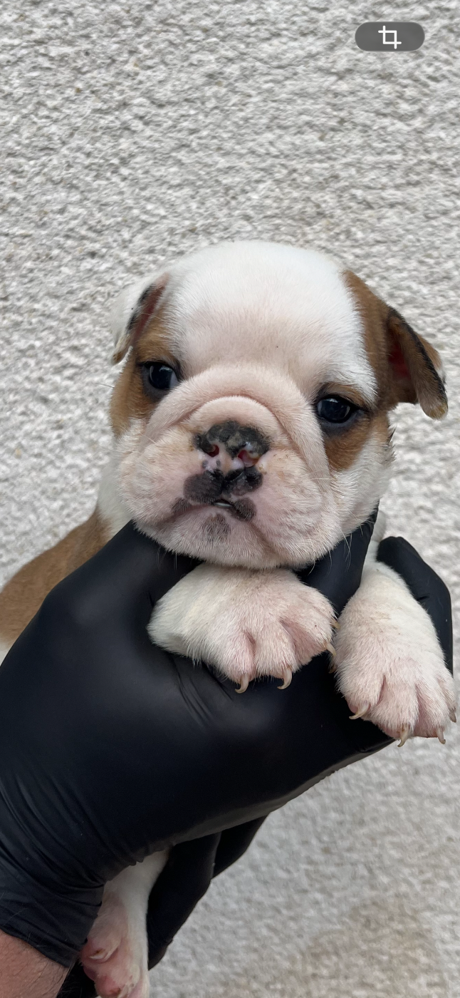 British Bulls Of Provins - Chiots disponibles - Bulldog Anglais