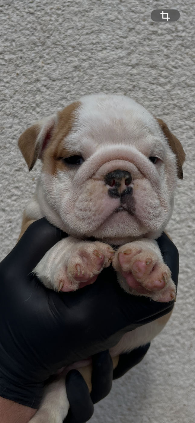British Bulls Of Provins - Chiots disponibles - Bulldog Anglais