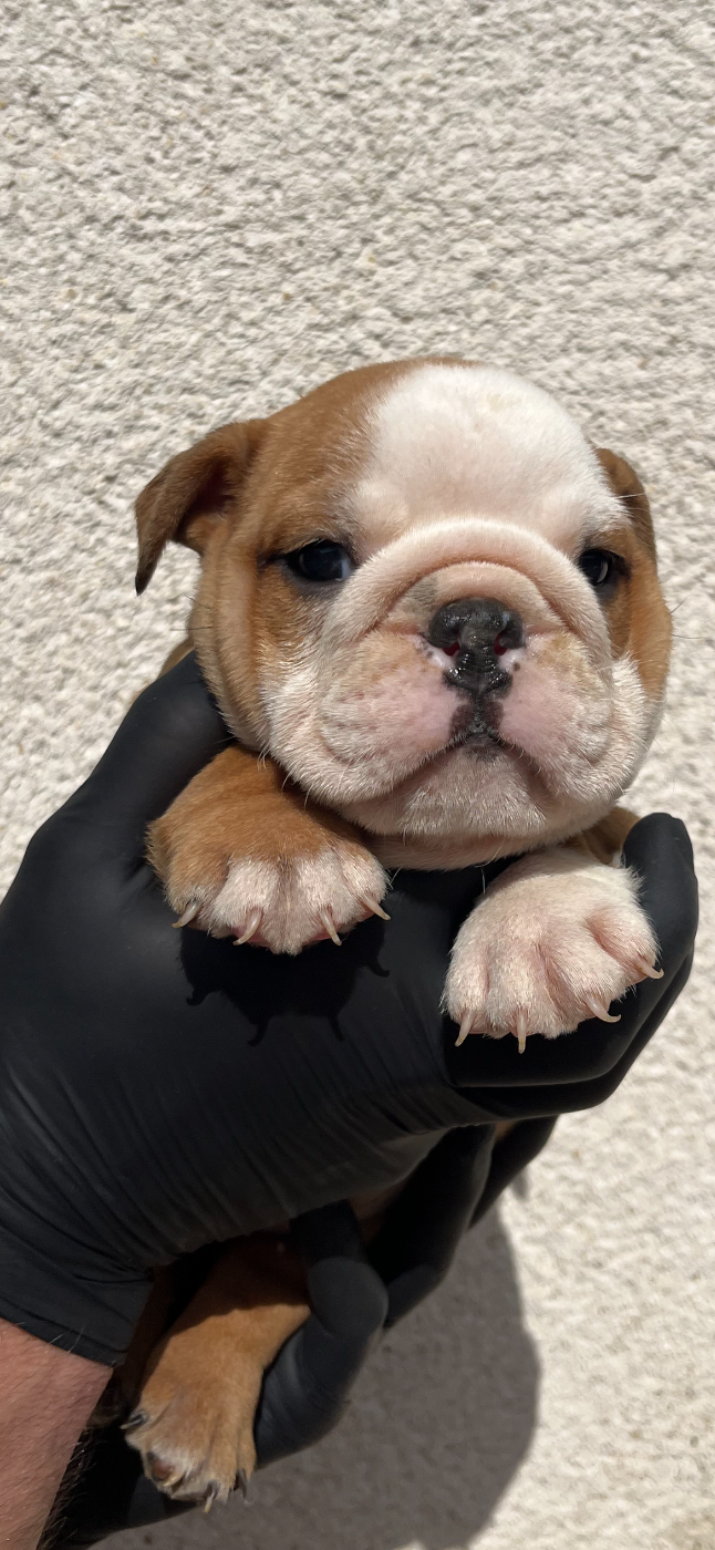 British Bulls Of Provins - Chiots disponibles - Bulldog Anglais