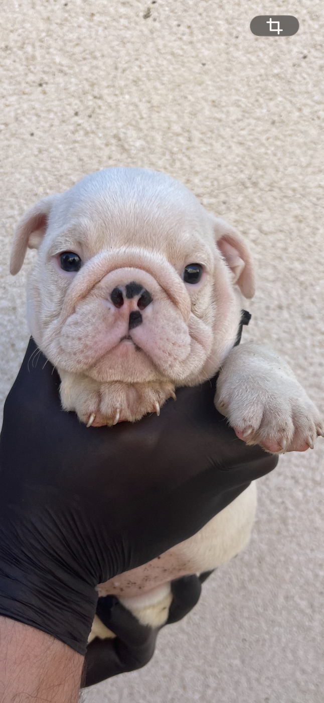 British Bulls Of Provins - Chiots disponibles - Bulldog Anglais