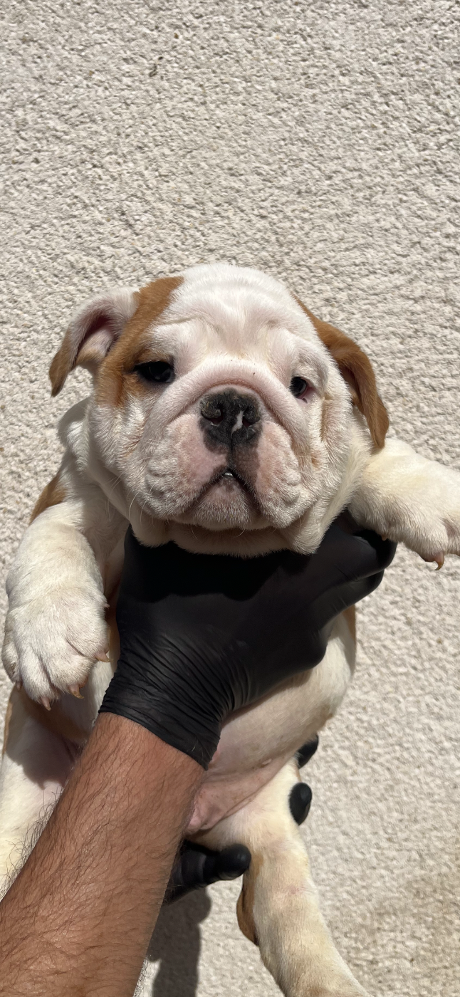 British Bulls Of Provins - Chiots disponibles - Bulldog Anglais
