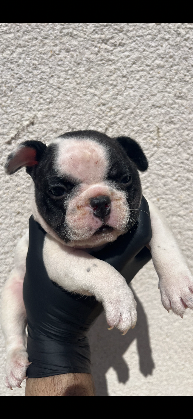 British Bulls Of Provins - Chiots disponibles - Bouledogue français