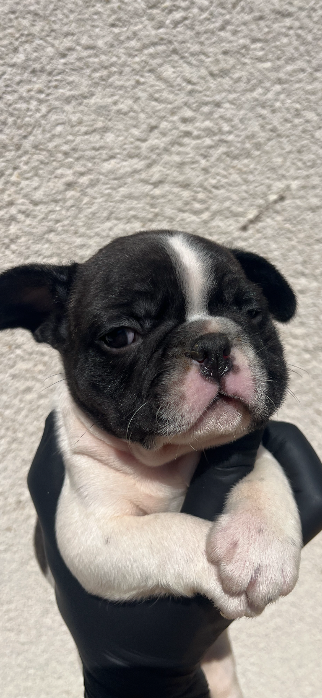 British Bulls Of Provins - Chiots disponibles - Bouledogue français