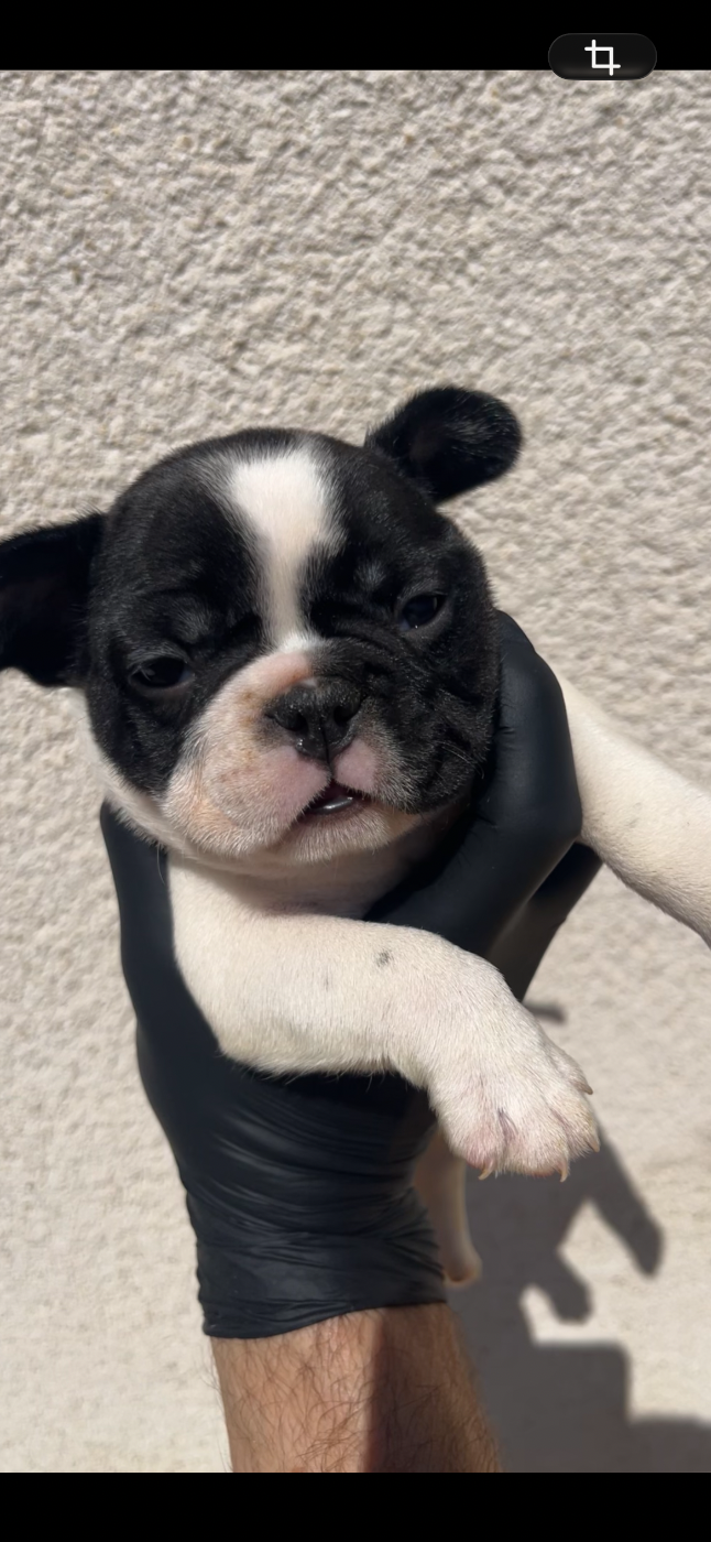 British Bulls Of Provins - Chiots disponibles - Bouledogue français