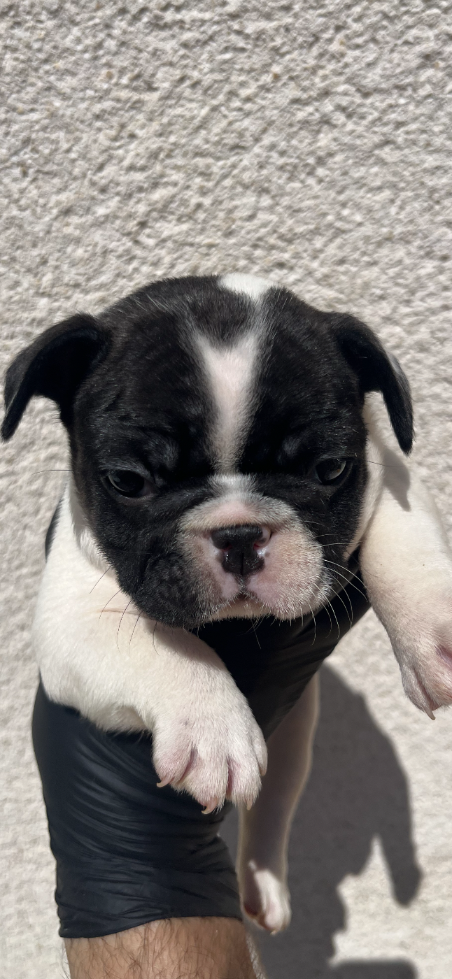 British Bulls Of Provins - Chiots disponibles - Bouledogue français