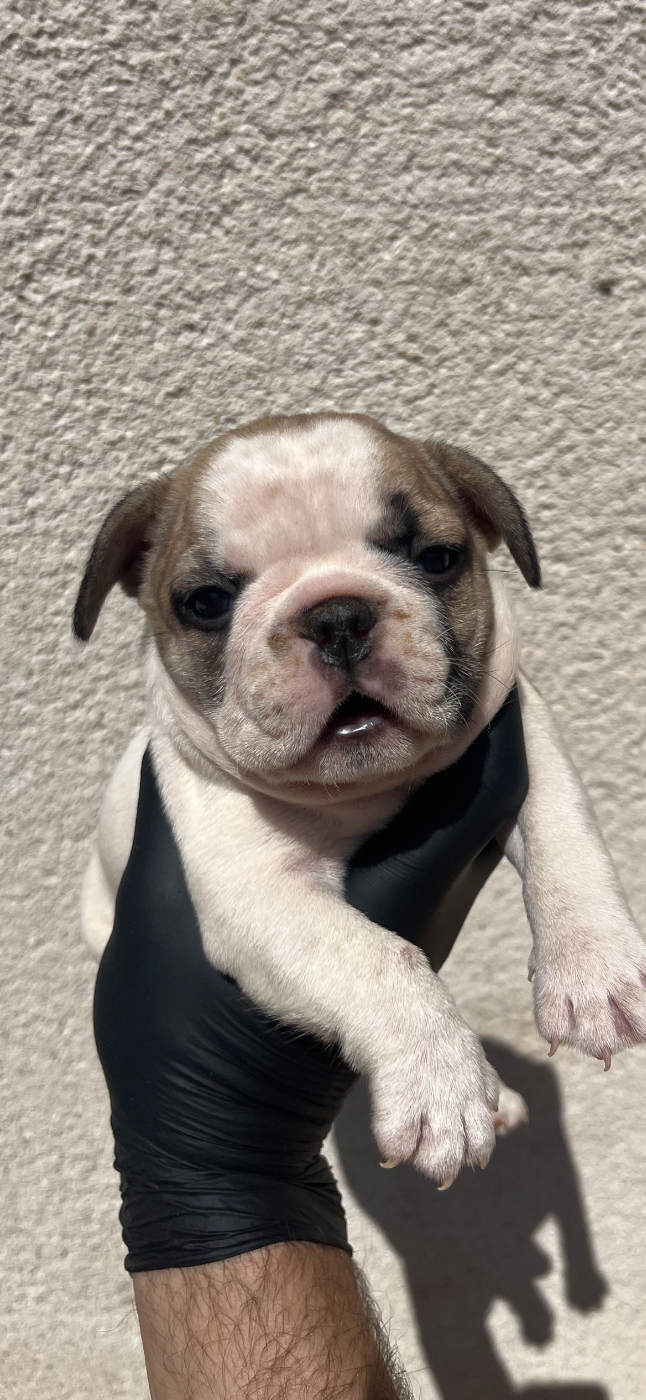 British Bulls Of Provins - Chiots disponibles - Bouledogue français