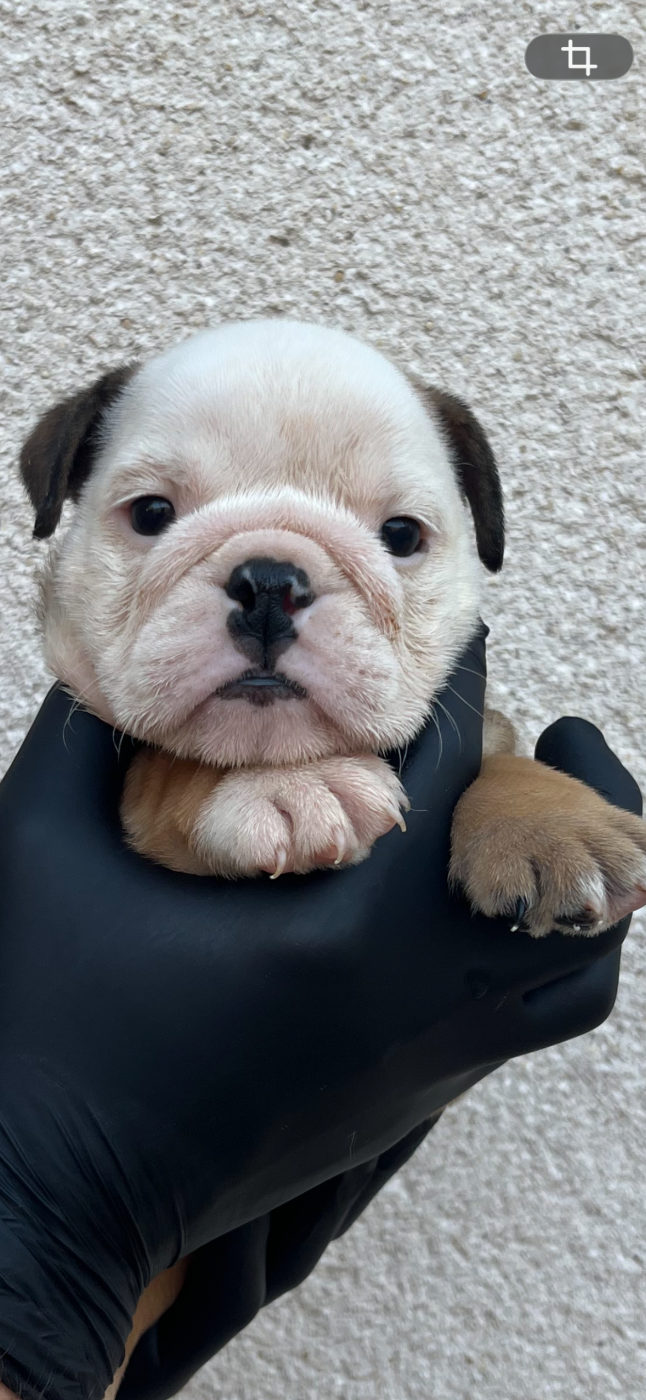 British Bulls Of Provins - Chiots disponibles - Bulldog Anglais
