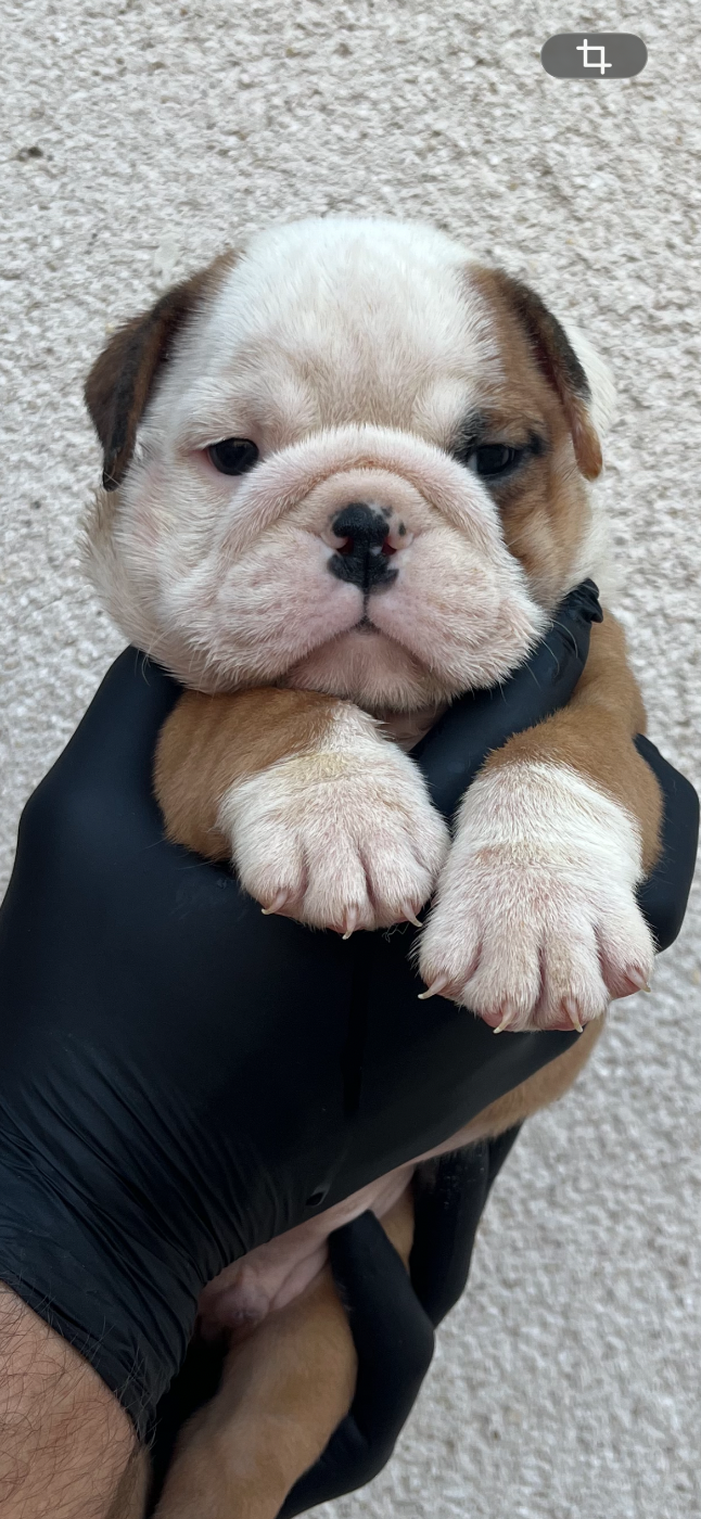 British Bulls Of Provins - Chiots disponibles - Bulldog Anglais