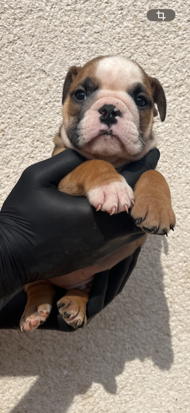 British Bulls Of Provins - Chiots disponibles - Bulldog Anglais