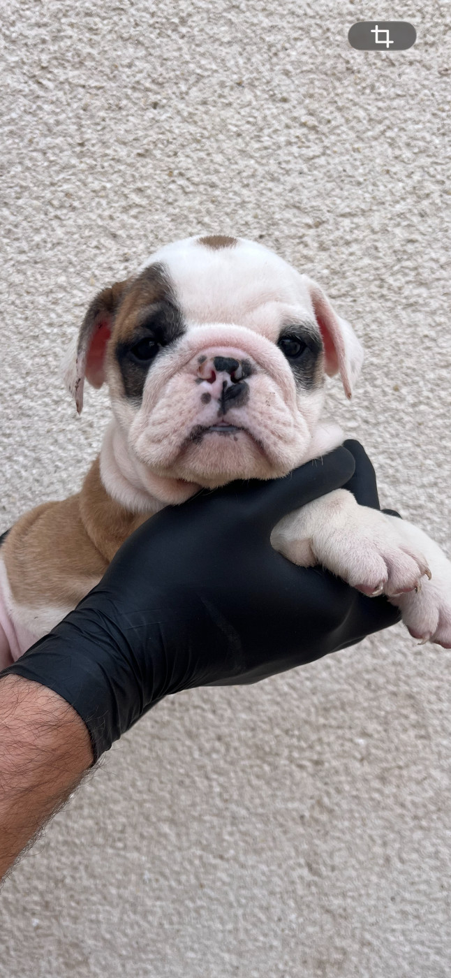 British Bulls Of Provins - Chiots disponibles - Bulldog Anglais