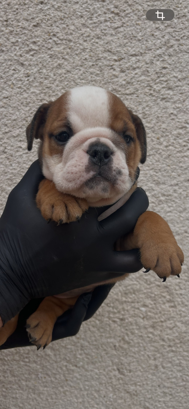 British Bulls Of Provins - Chiots disponibles - Bulldog Anglais