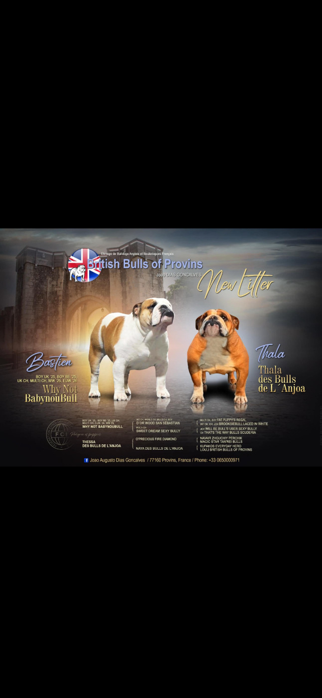 British Bulls Of Provins - Chiots disponibles - Bulldog Anglais