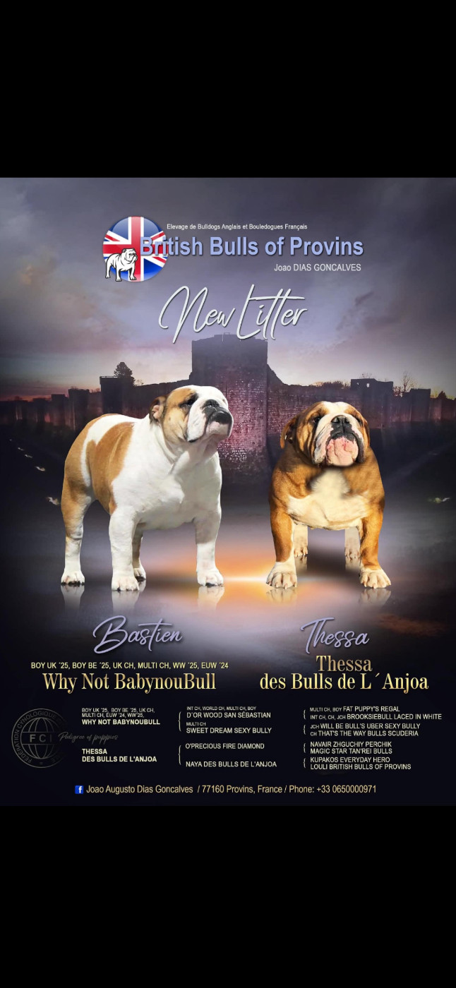 British Bulls Of Provins - Chiots disponibles - Bulldog Anglais