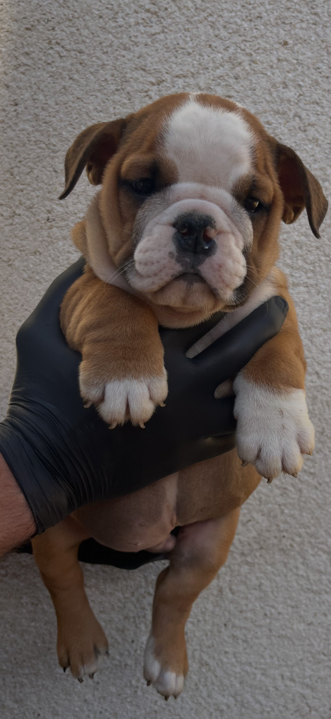 British Bulls Of Provins - Chiots disponibles - Bulldog Anglais