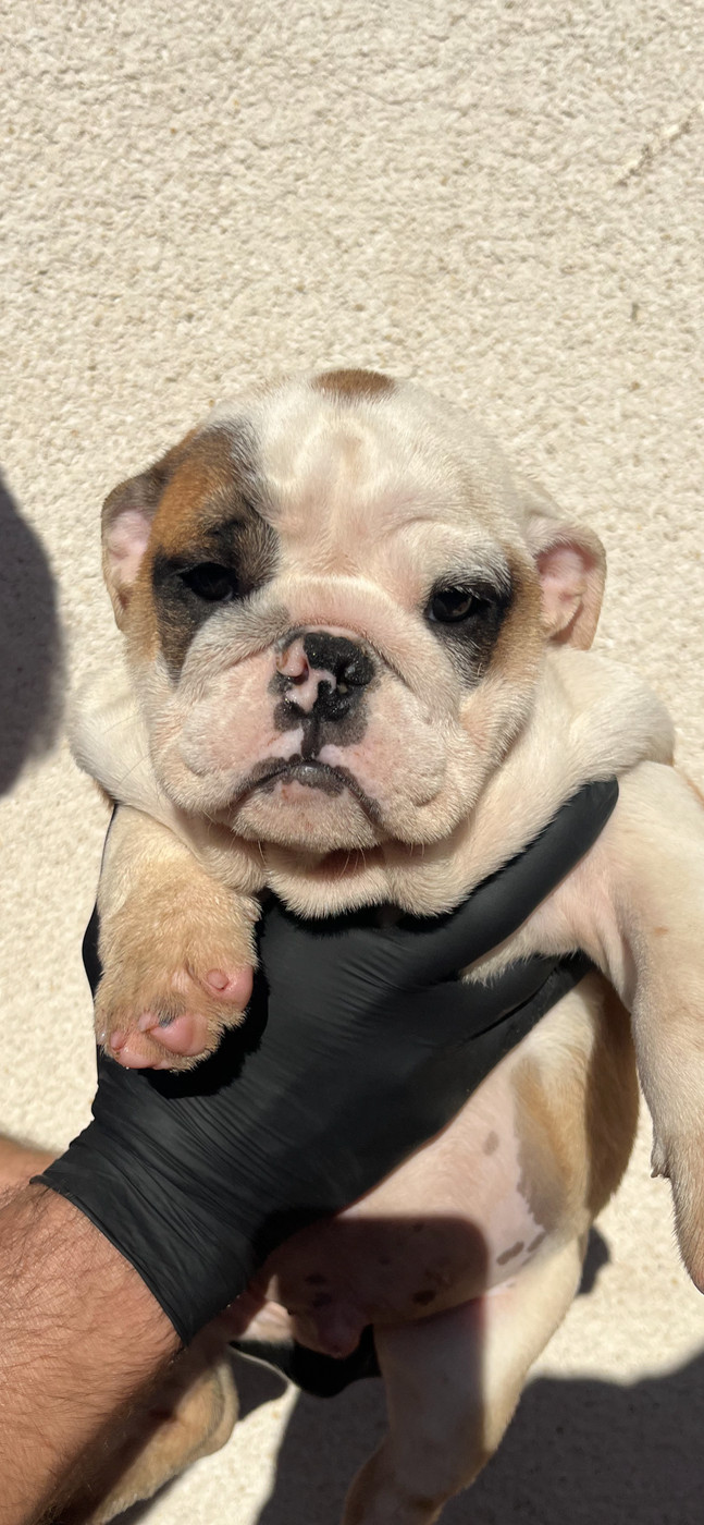 British Bulls Of Provins - Chiots disponibles - Bulldog Anglais