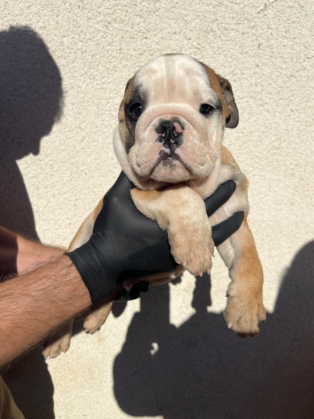 British Bulls Of Provins - Chiots disponibles - Bulldog Anglais