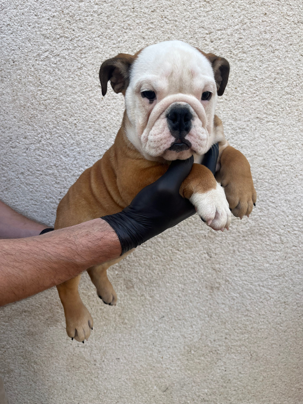 British Bulls Of Provins - Chiots disponibles - Bulldog Anglais