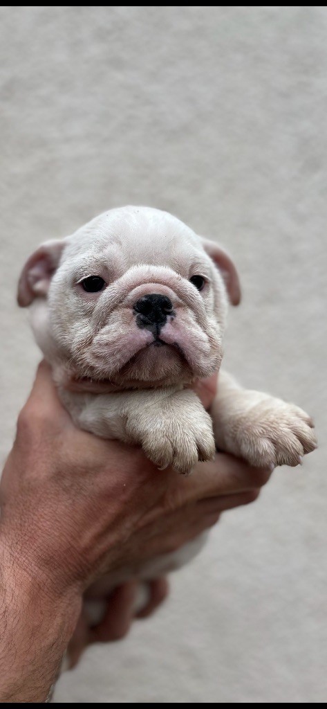British Bulls Of Provins - Chiots disponibles - Bulldog Anglais