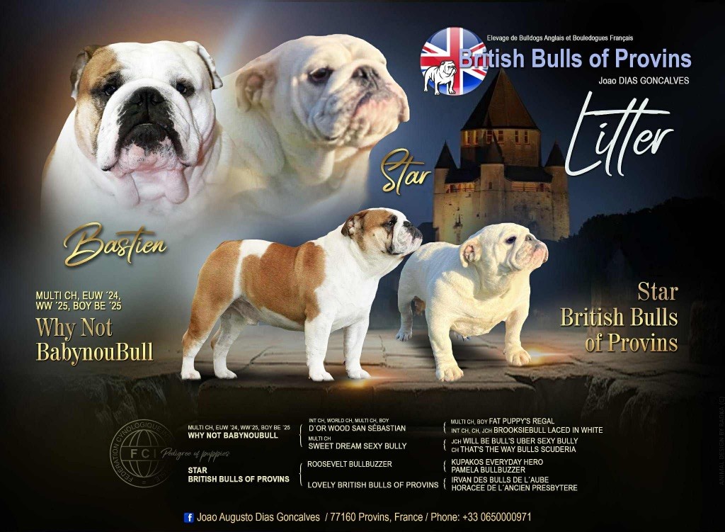 British Bulls Of Provins - Chiots disponibles - Bulldog Anglais