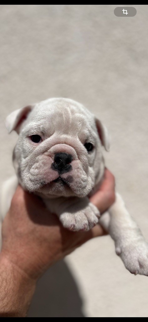 British Bulls Of Provins - Chiots disponibles - Bulldog Anglais