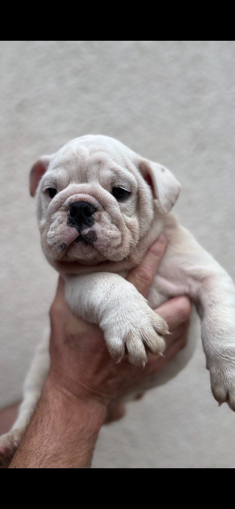British Bulls Of Provins - Chiots disponibles - Bulldog Anglais