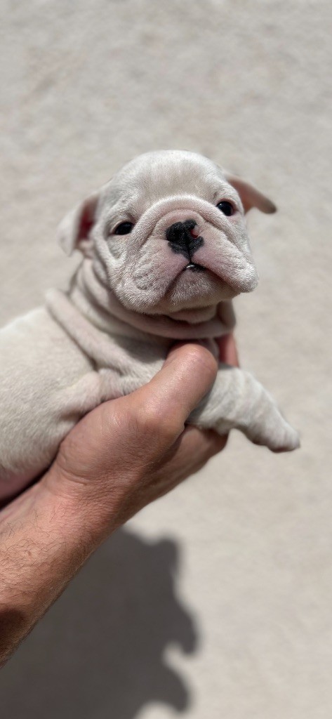 British Bulls Of Provins - Chiots disponibles - Bulldog Anglais