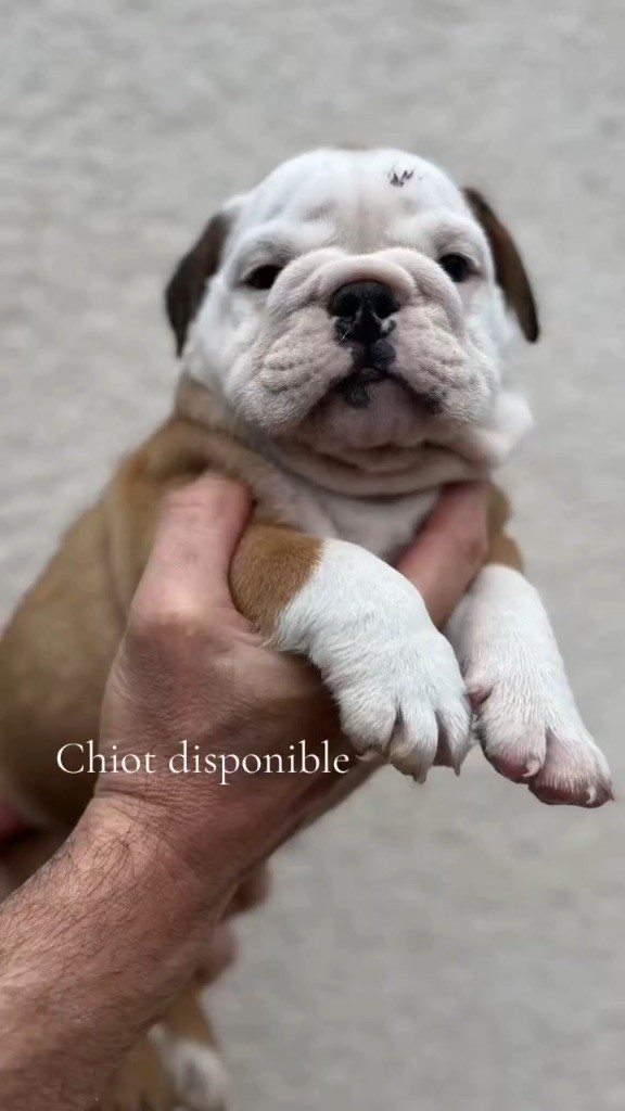 British Bulls Of Provins - Chiots disponibles - Bulldog Anglais